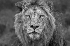 Africa