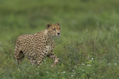 Cheetah on the Move