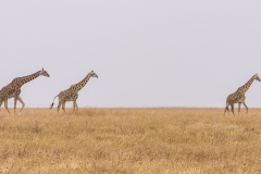 Crossing-The-Serengeti
