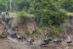 Great Migration With Leopard