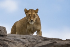 Look-of-the-Lioness