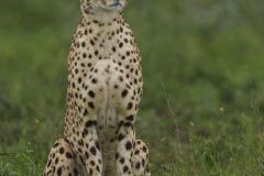 Spotted Elegance