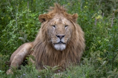 The-King