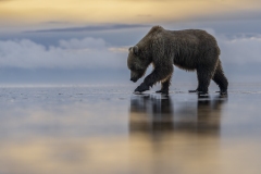 Bears