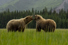 Love Is In The Air