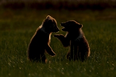 The Conversation