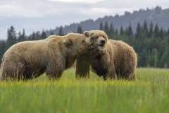 Wild Affection