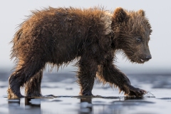 Wild and Wet
