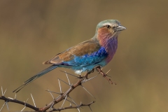 Lilac-Breasted-Roller