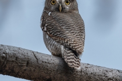 Owlet