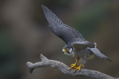Peregrine-Falcon-Ready-For-Takeoff