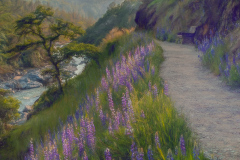 Lupines-on-the-Yuba
