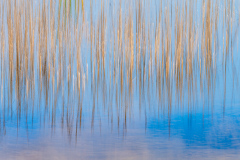 Reeds-in-the-pond