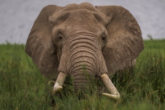 Elephants