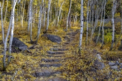 Steps of Fall