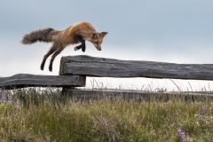 Foxes
