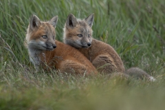 Curious Companions