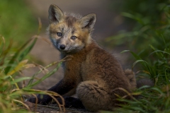 Cute Kit