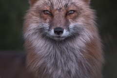 Foxy Eyes