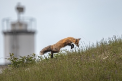 Lighthouse Jump