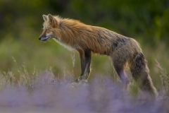 Looking Among The Lupine