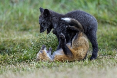 Play Time