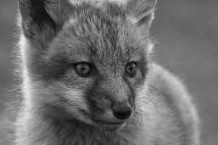 Silent Gaze
