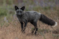 Silver Fox