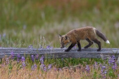 Walk Among The Lupine