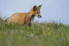 Watchful One