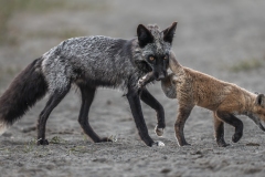 You Are Pulling My Leg