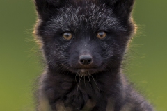 Young Silver Fox