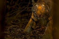 Eyes Of The Tiger