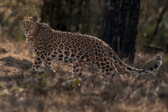 Leopard Look