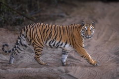 Striking Tigress