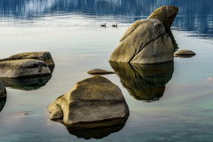 Sand Harbor ducks