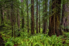 Among The Giants