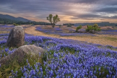 Serene Lupine Sunset