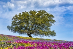 Table mountain colors