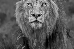 Lions