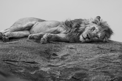 Sleeping Lion