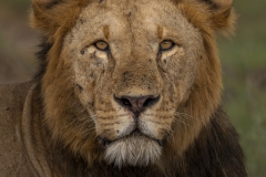 Male Lion Portrait