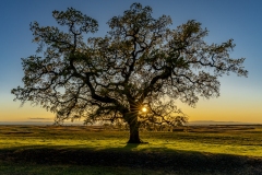 Sun Kissed Oak Tree