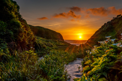 Garrapata Beach Lillies