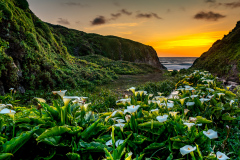 Calla-Lillies-at-Garapata-Beach