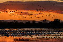 Flying off into the sunset