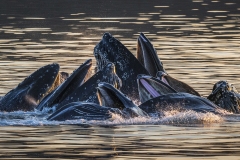 Bubble-Net-Feeding-at-Sunset