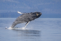 Full-Breach