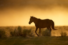 Wild Horse Glow