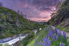 Lupines On The Yuba